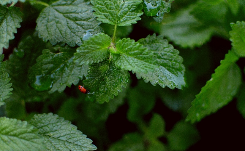 Farmgirl ISO Ladybug